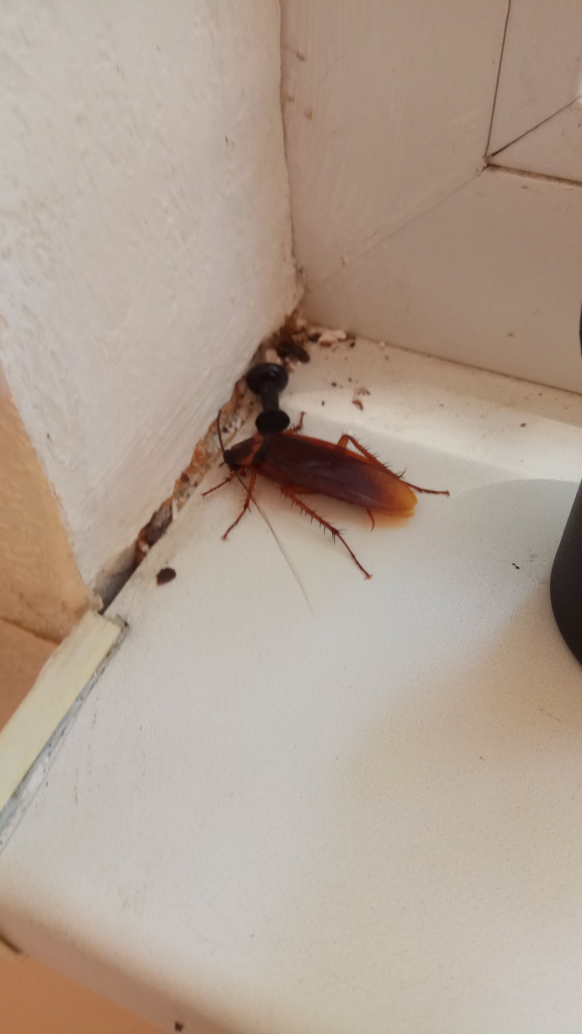 Увидеть дома тараканов