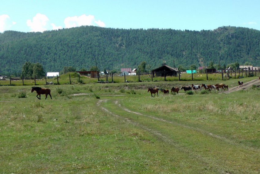 кони в деревне