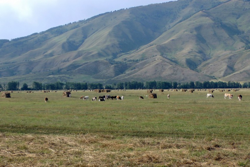 коровы на поле
