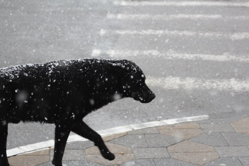 Паршивый пес. Бездомный пес. Черный Бездомный пес. Бездомная собака под дождем. Черная бездомная собака.