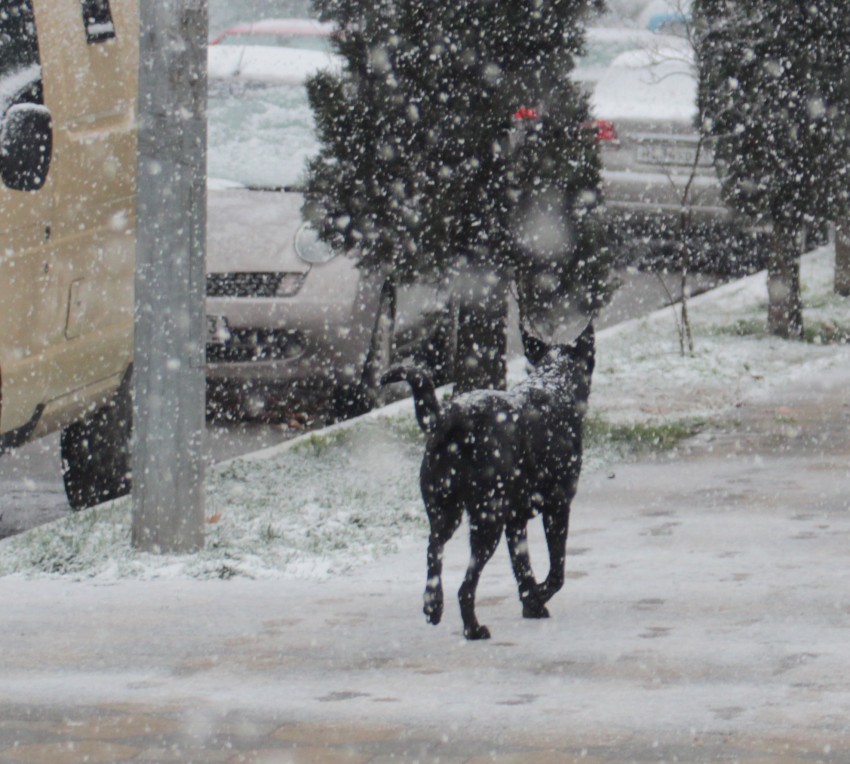 собака- убегака!!