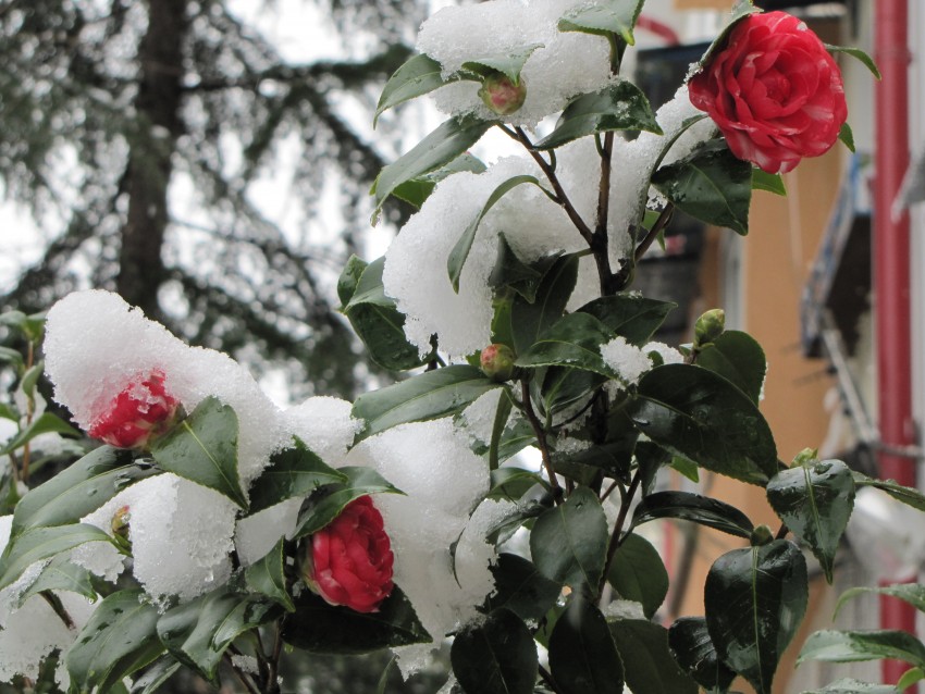 Как сохранить домашние розы зимой