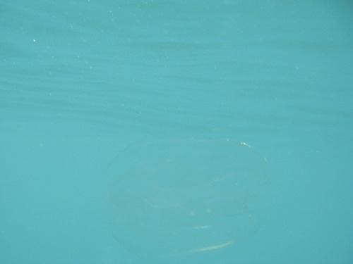 Гребневик в море на пляже Нептун. Подводная съёмка. День.