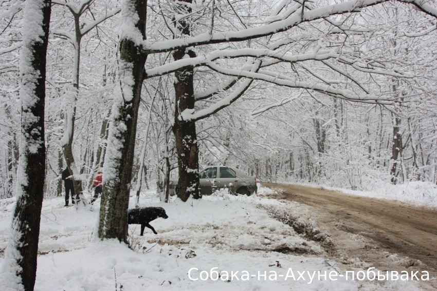 Собака-везде-гуляка