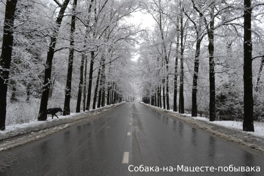 Собака-везде-гуляка