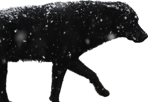 Собака-везде-гуляка