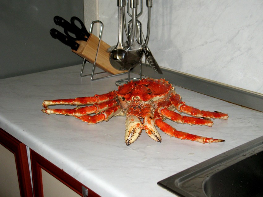 Crabi after