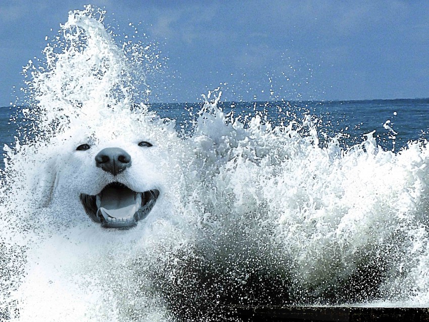 Морской пес. Море собака волна. Морской щенок. Собака на море.
