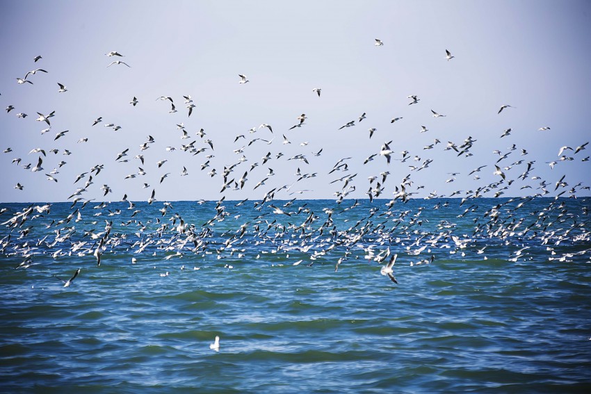 Я вижу чайку признаки. Море, Чайки. Чайка на море Северодвинск. Вечернее море и Чайки. Седой Каспий и Чайки.