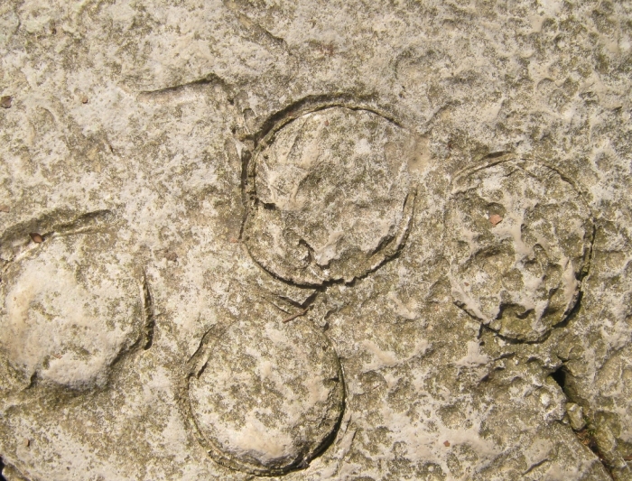 Окаменелые морские ёжики