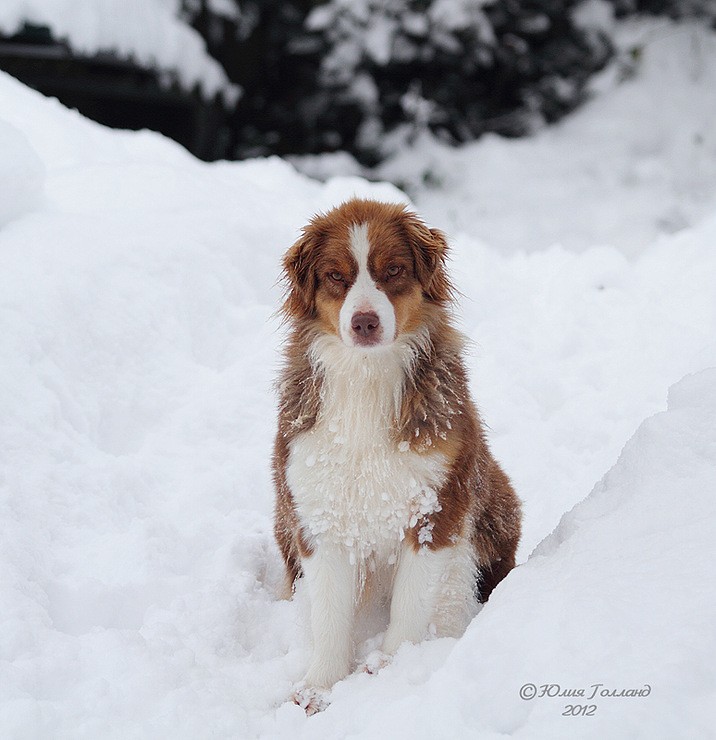 Собака снежок. Эльбрусская счастливая собака. Собака это счастье. Снеговая собака бензиновая.