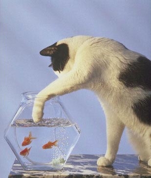 Рыбы, говоришь? Рыба коту не товарищ, а еда! Да, да, да!