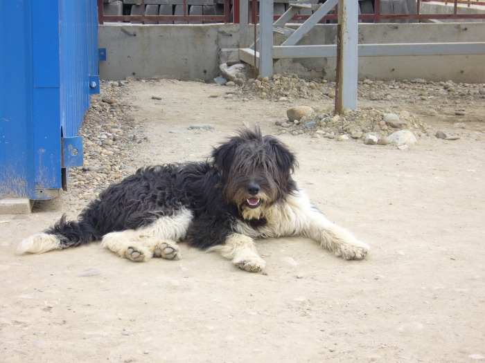 Собака по кличке клык из Ахалкалаки. Собака по кличке борбос в Северной Осетии фото. Собака по кличке Изюм СПБ.