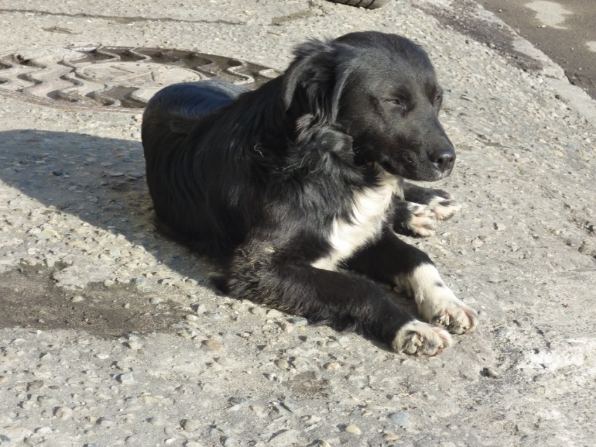 Дворняги, дворяне, двортерьеры: 30 фото самых потрясающих уличных собак - витамин-п-байкальский.рф