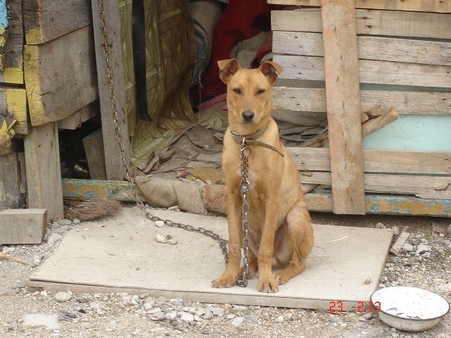 Фото жителей приюта для бездомных собак в г.Туапсе