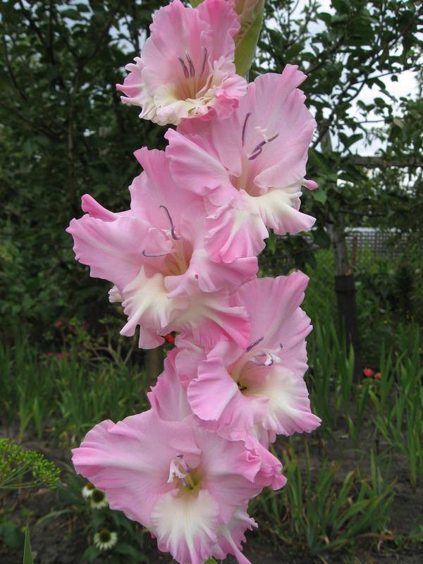 Цветы гладиолусы – виды, сорта, посадка и уход