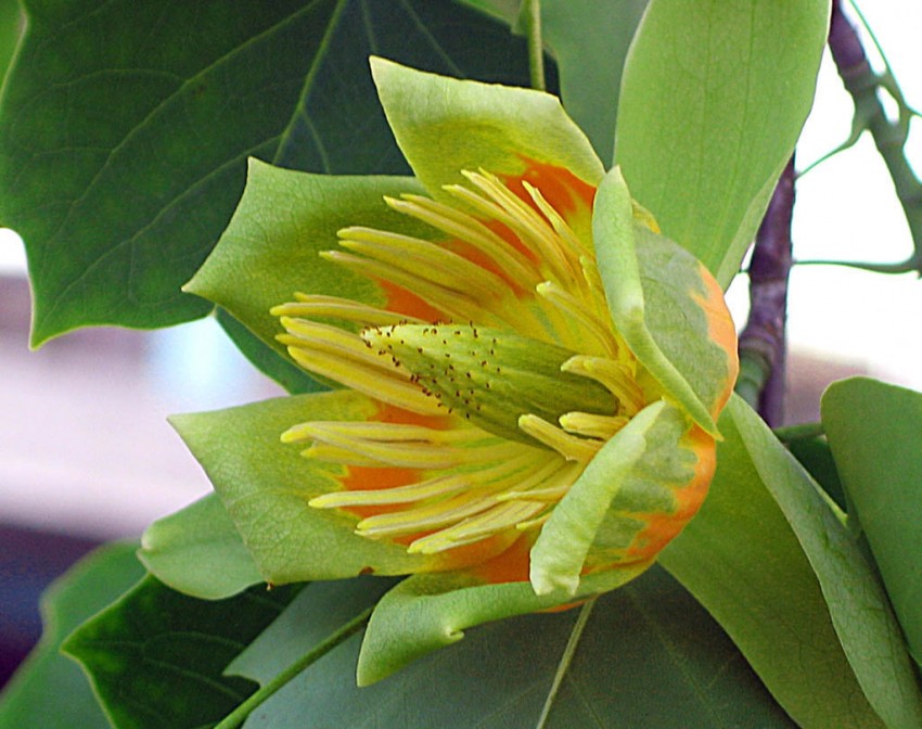 Тюльпановое дерево или лириодендрон