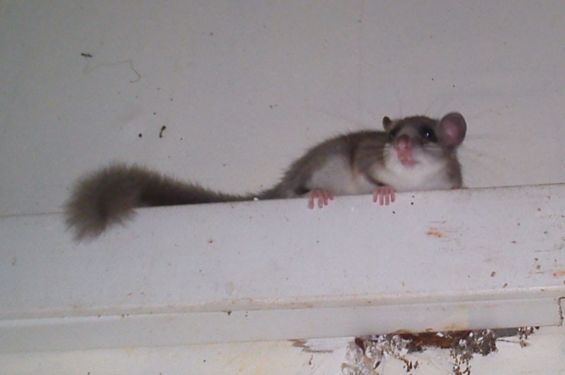 Крыса белка в сочи фото и описание