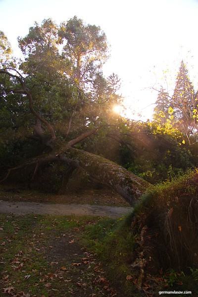 Поваленные ураганом деревья