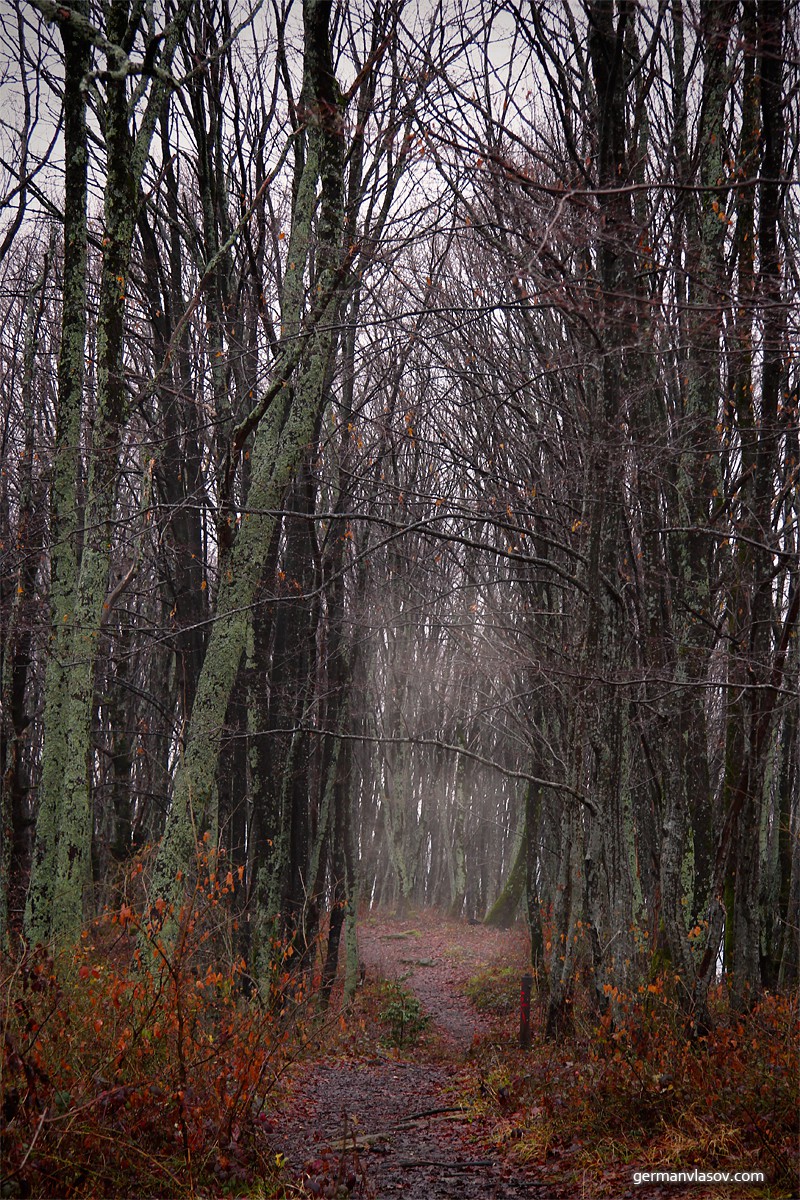 Южный заметить. Лес после дождя. Лес после зимы. Ивановский лес. Зимний лес после дождя.