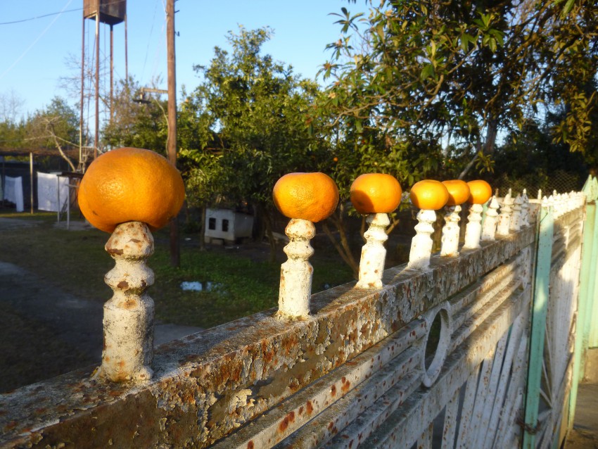 Гагра абхазия мандарин. Гагры мандарины. Мандариновый сад Гагра. Сухуми мандарины. Абхазия новый год.