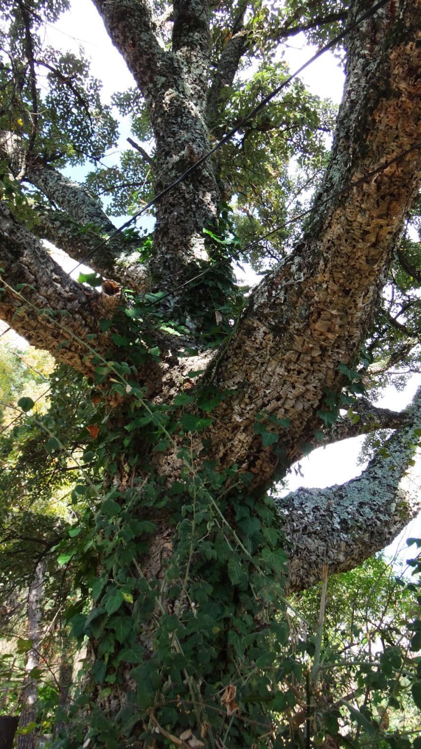 Сандаловое дерево в Абхазии