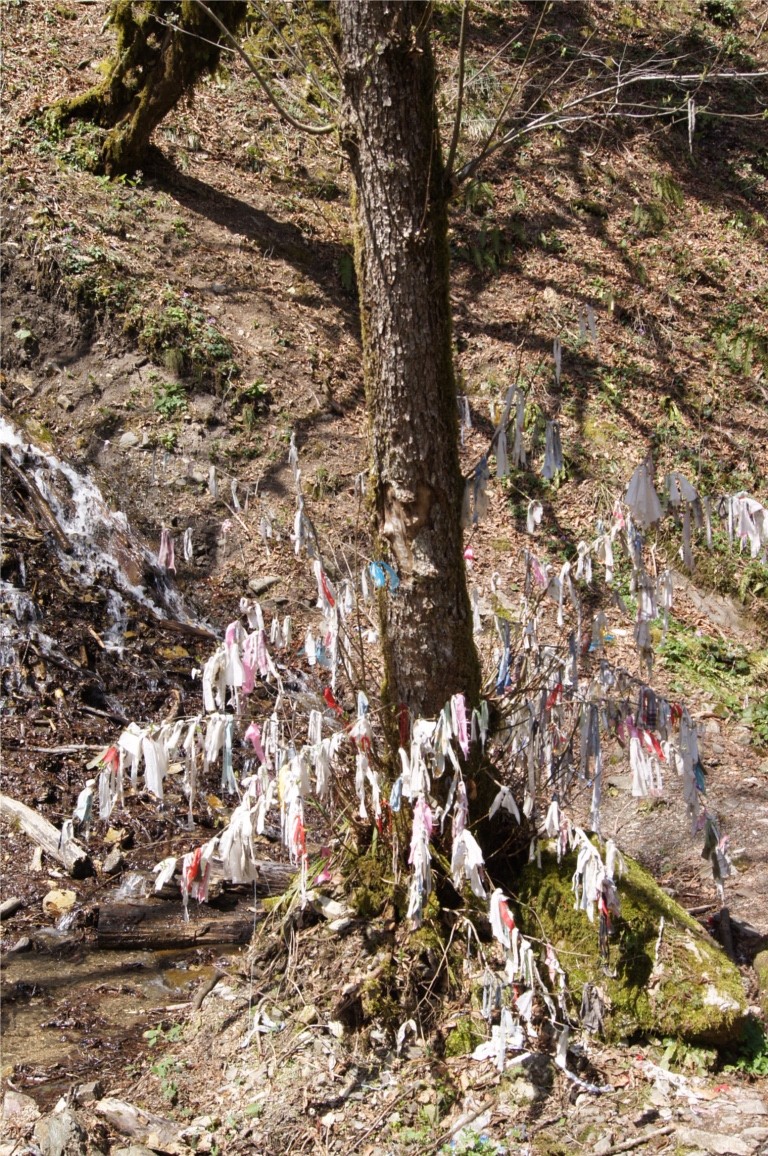 Дерево желаний. Завязываешь ленточку — загадываешь желание.