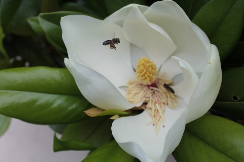 как в мае?Это фото сделано 31.05