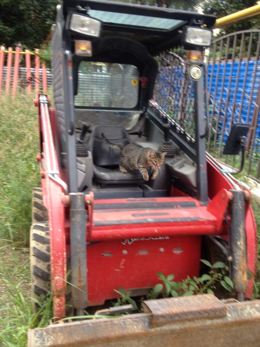 коте сваливает