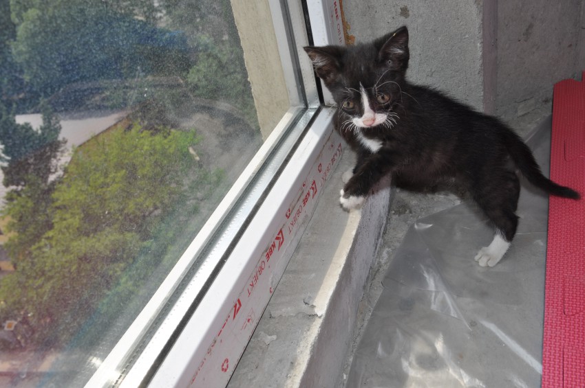 симпатяга-тихоня