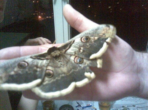 В окно залетела