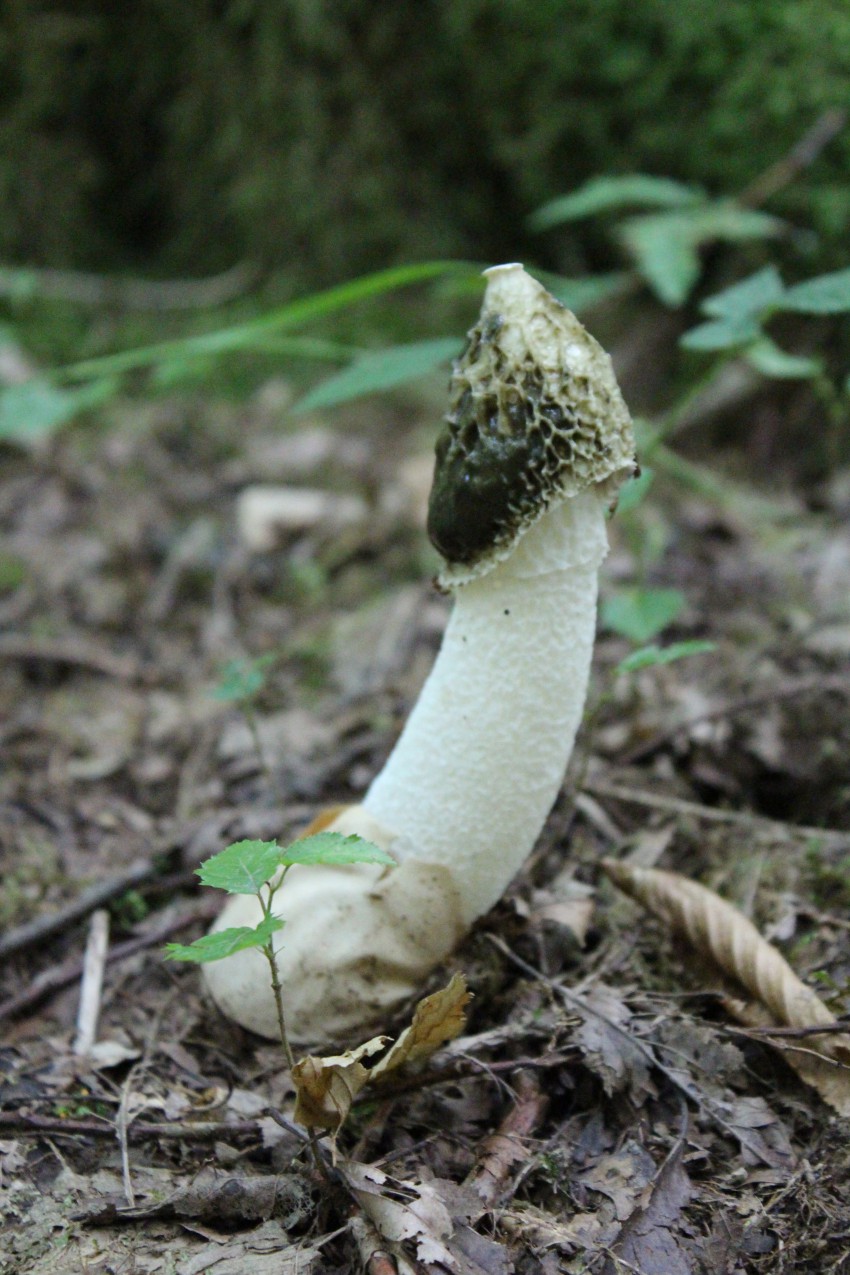 а я вот какой видела. Точно не знаю, в инете нашла, что это весёлка хадриана