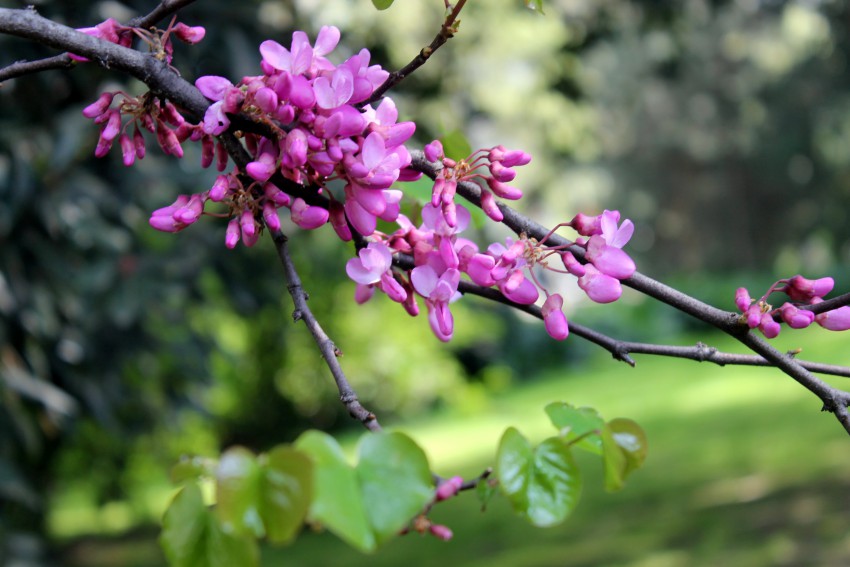 Розовое дерево в сочи. Цветущие кустарники в Сочи весной. Абрикосовое дерево цветение Сочи. Цветущие деревья в Сочи весной.
