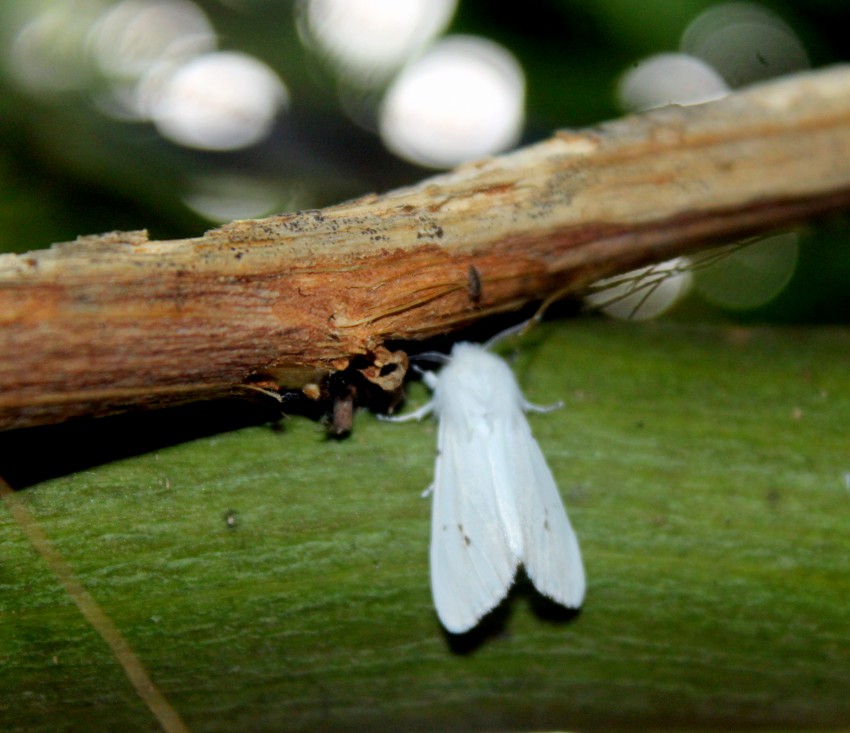 Гусеница белой бабочки. Белая гусеница. Гусеница белая с черной головкой. Белые гусеницы на деревьях. Американская белая бабочка.