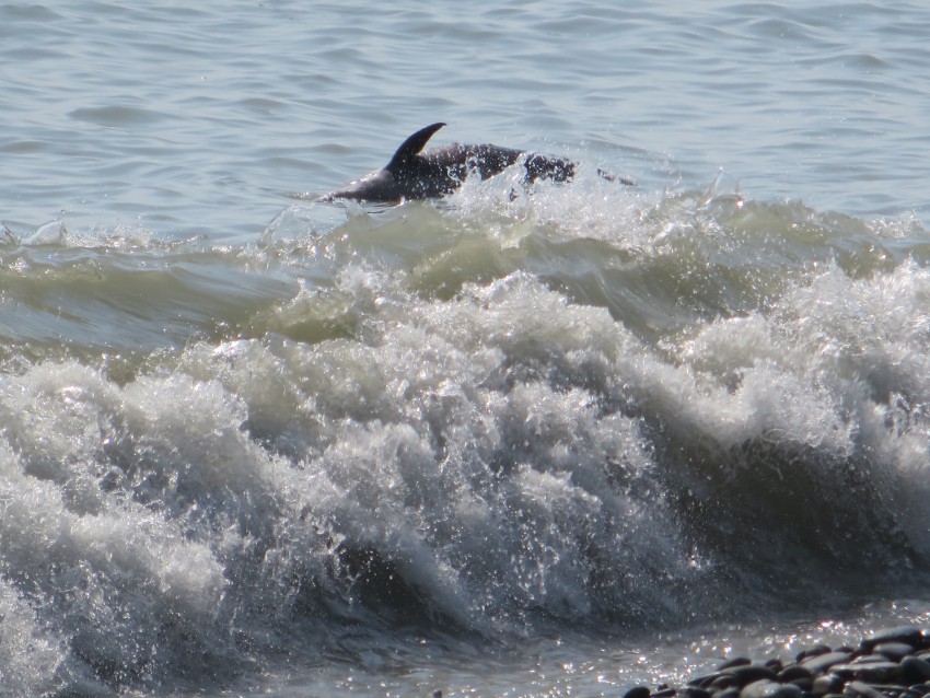 Дельфин у берега