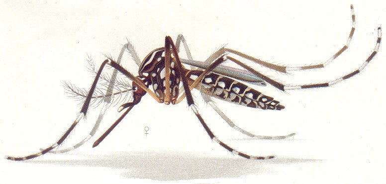 Aedes Sochi