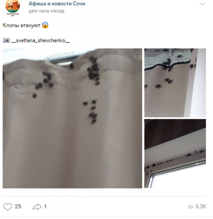 Жители Сочи заявили о нашествии неизвестных насекомых