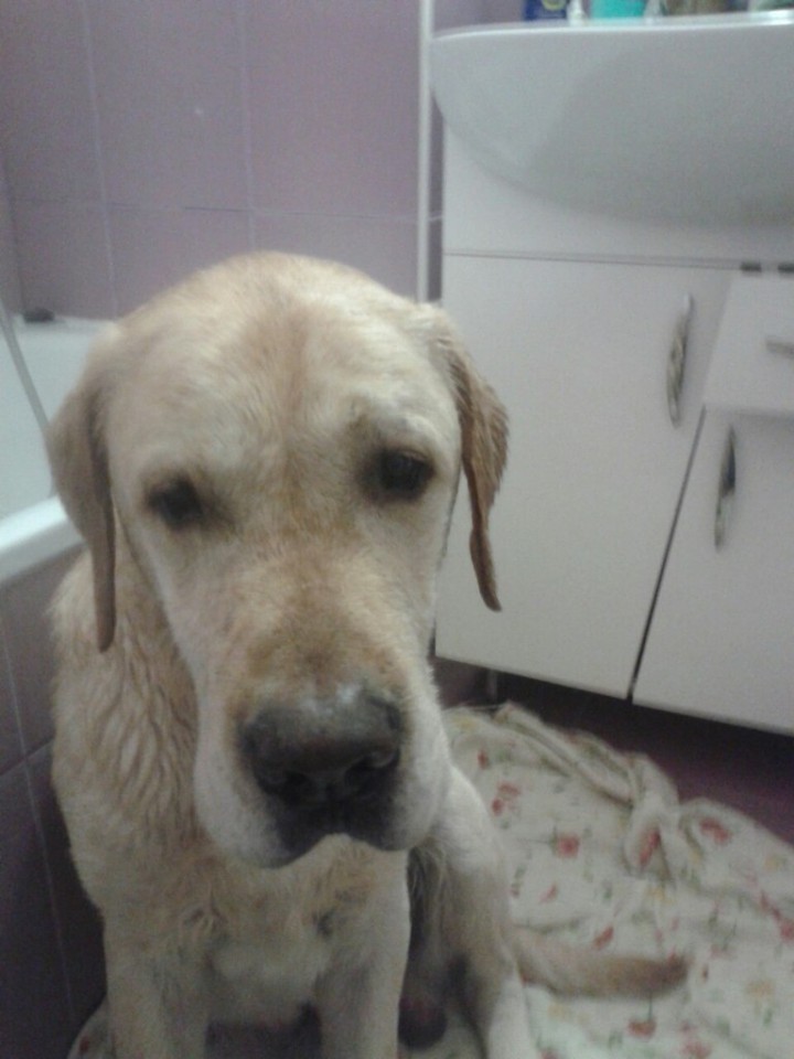 найден палевый лабрадор