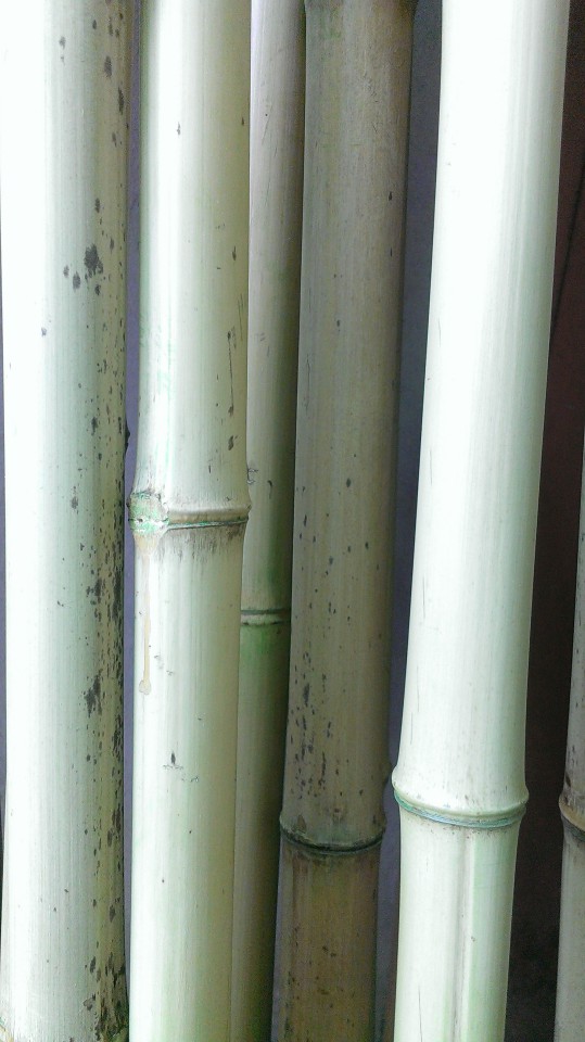 Стволы бамбука, 3м, диаметр от 20мм до 90мм