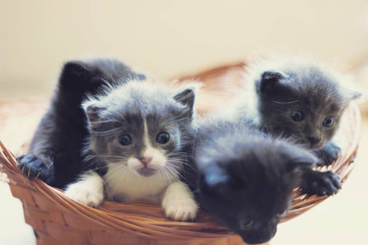 Котята в дар. Без вредных привычек.