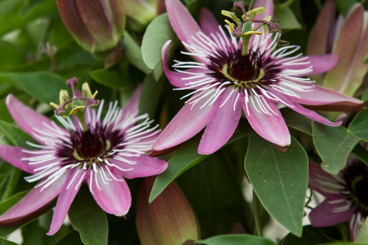 продам пассифлору