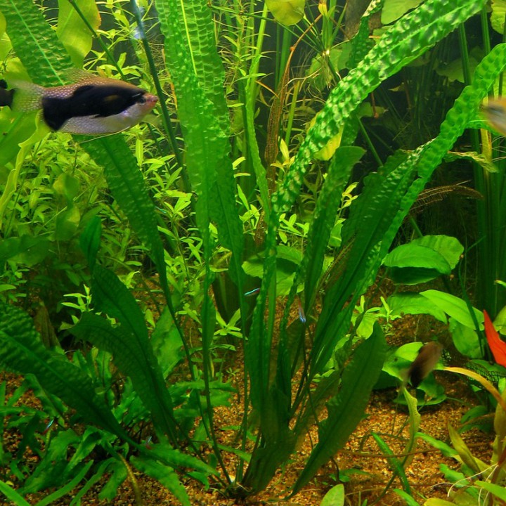 аквариумные рыбки и растения