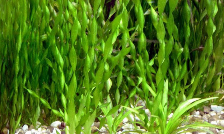 аквариумные рыбки и растения