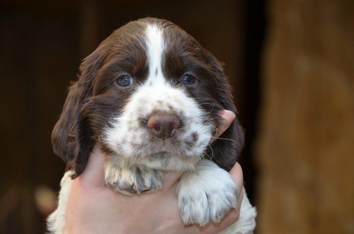 Щенки Английский спрингер для охотника