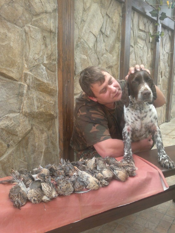 Щенки Английский спрингер для охотника