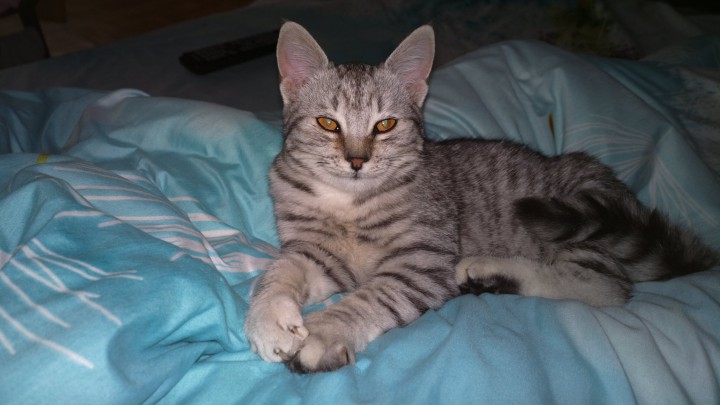 Нашлась маленькая кошка