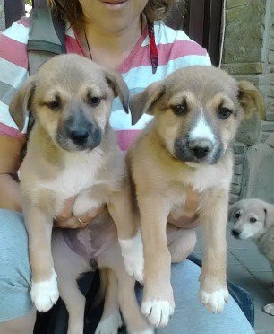 В добрые руки щенков метисов аляскинского маламута