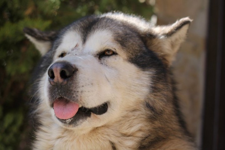 В добрые руки щенков метисов аляскинского маламута