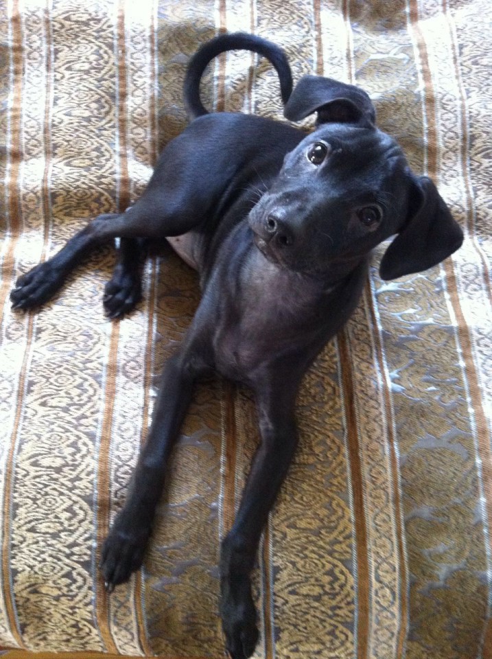 щенок карликового пинчера в добрые руки