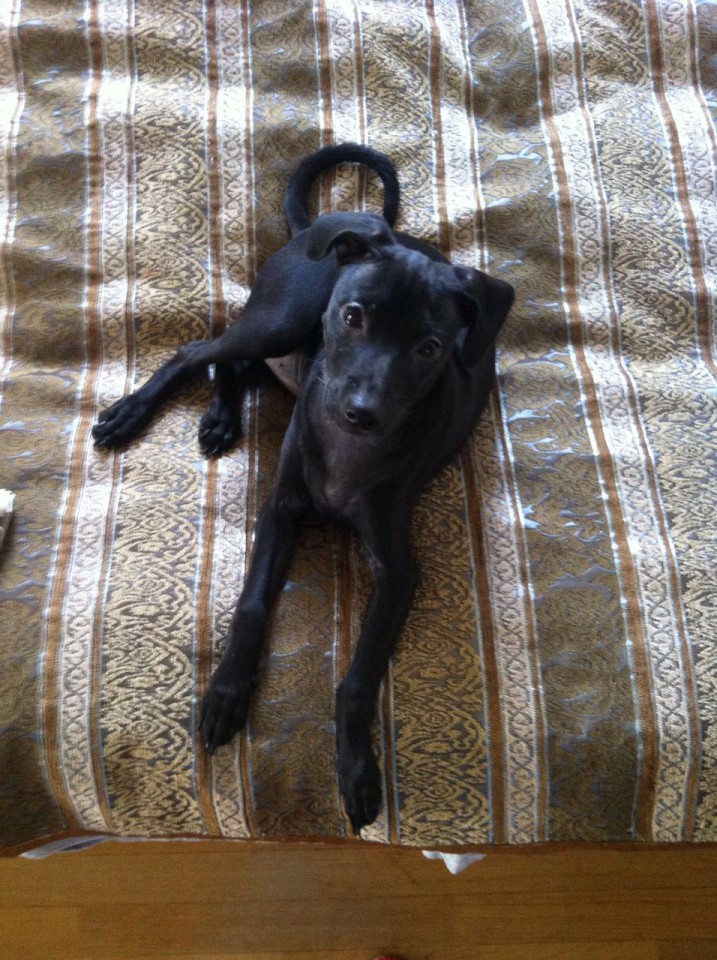 щенок карликового пинчера в добрые руки